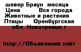 шевер Браун 2месяца › Цена ­ 200 - Все города Животные и растения » Птицы   . Оренбургская обл.,Новотроицк г.